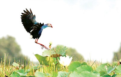 A bird and a white lotus at the Tram Chim Ramsar Site (Photo: SGGP)